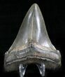 Nice Chubutensis Tooth - Megalodon Ancestor #23956-1